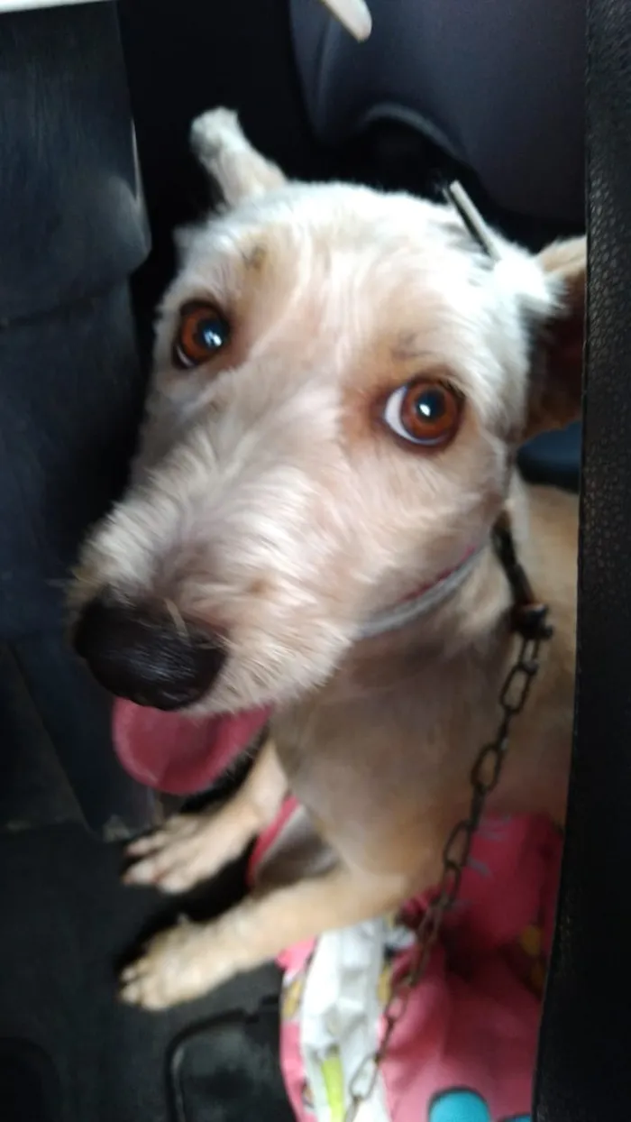 Cachorro ra a indefinida idade 3 anos nome lolo