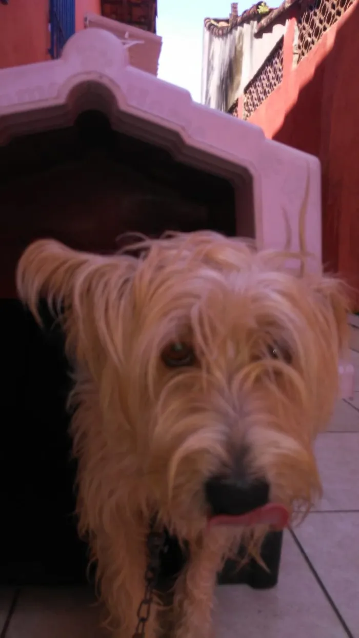 Cachorro ra a indefinida idade 3 anos nome lolo