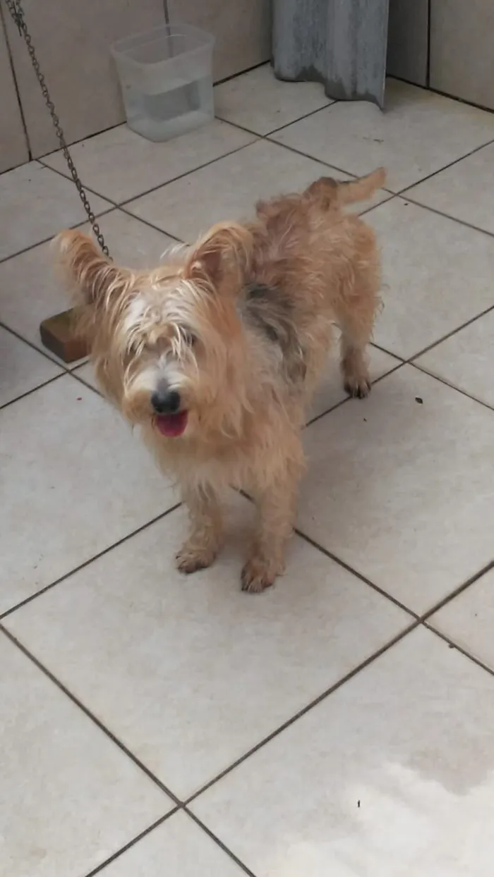 Cachorro ra a indefinida idade 3 anos nome lolo