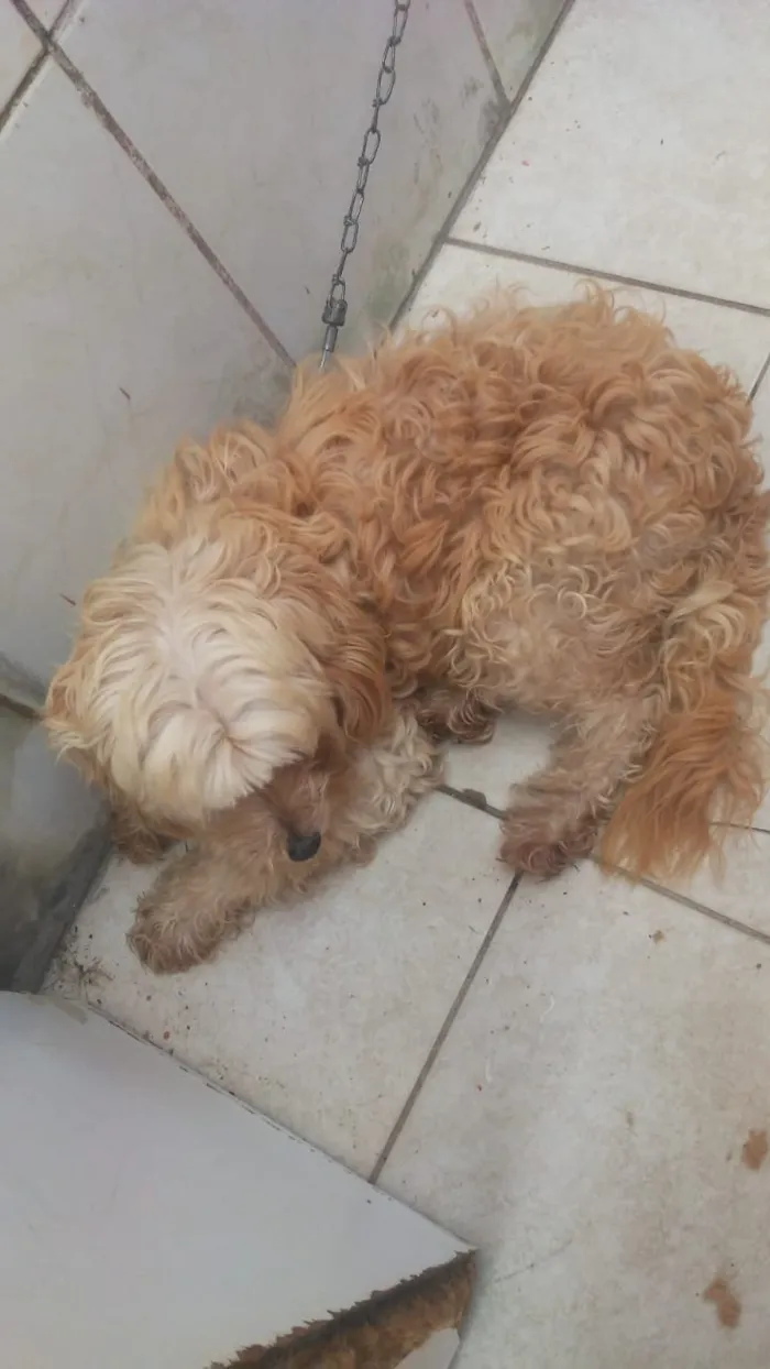 Cachorro ra a indefinida idade 3 anos nome lolo