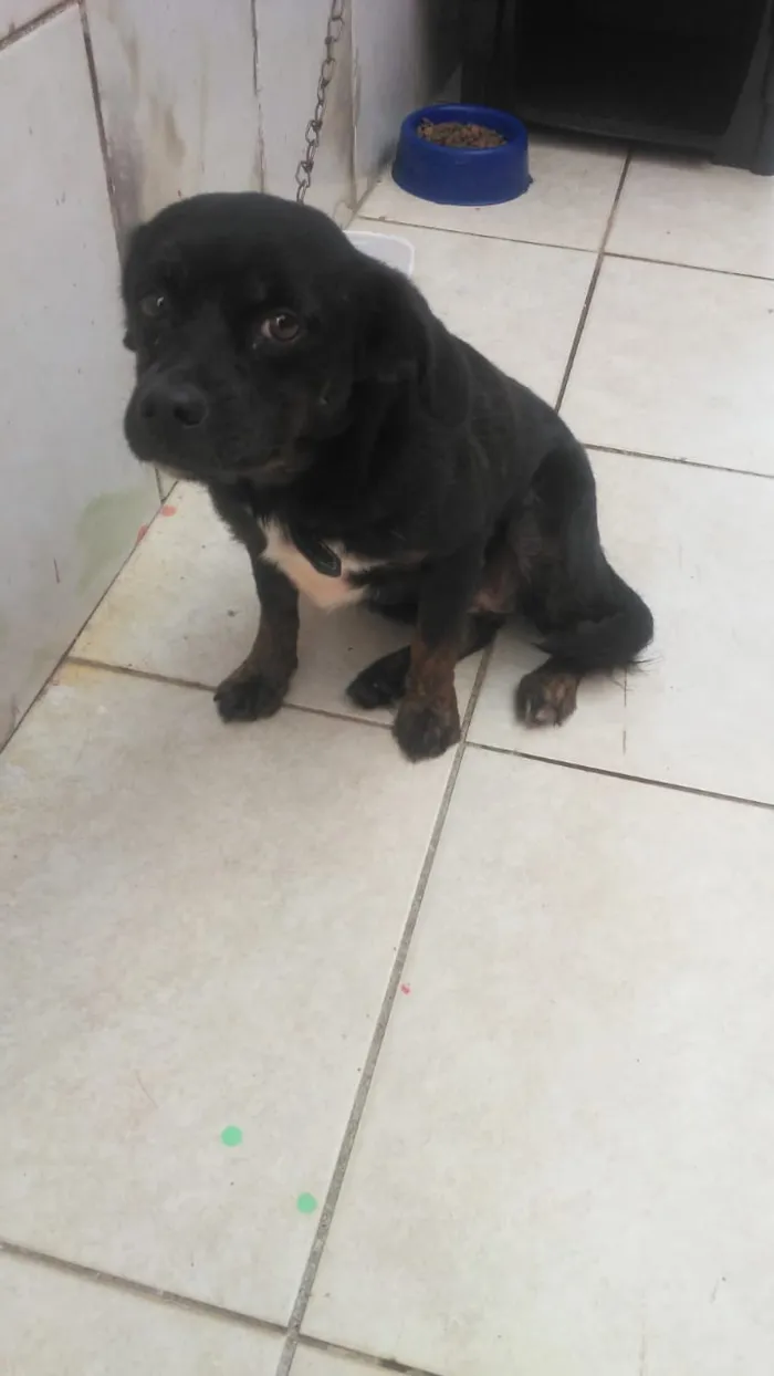 Cachorro ra a indefinida idade 3 anos nome lolo