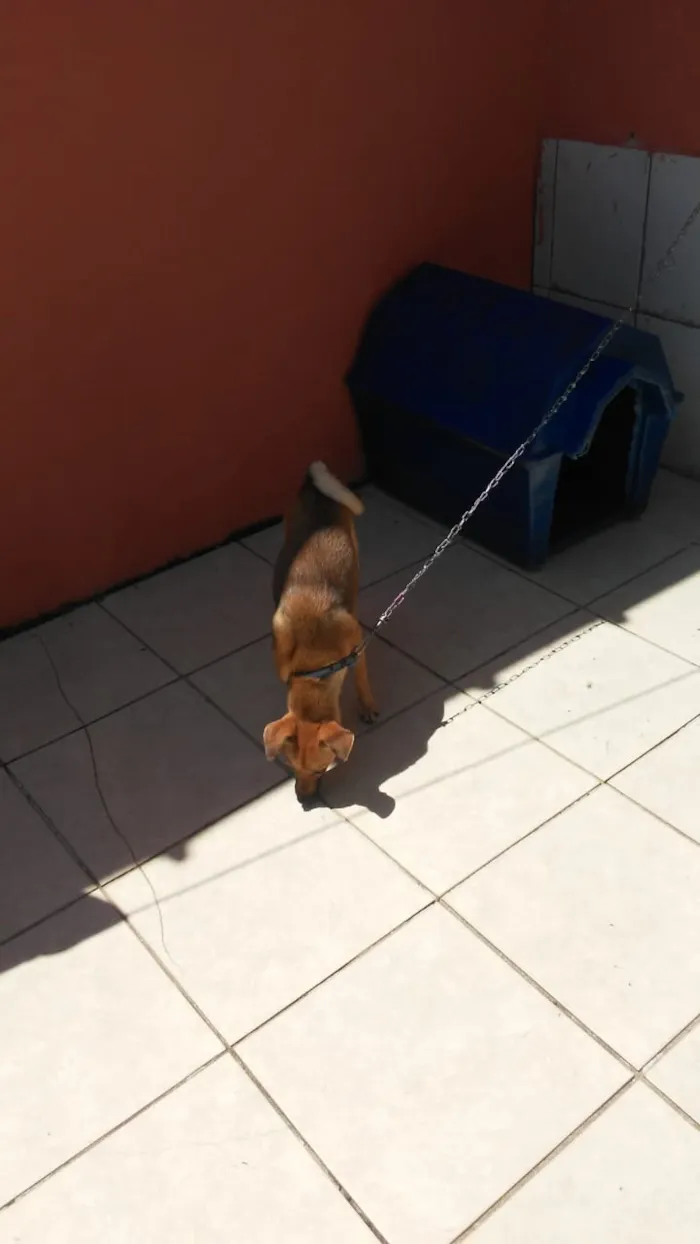 Cachorro ra a indefinida idade 3 anos nome lolo