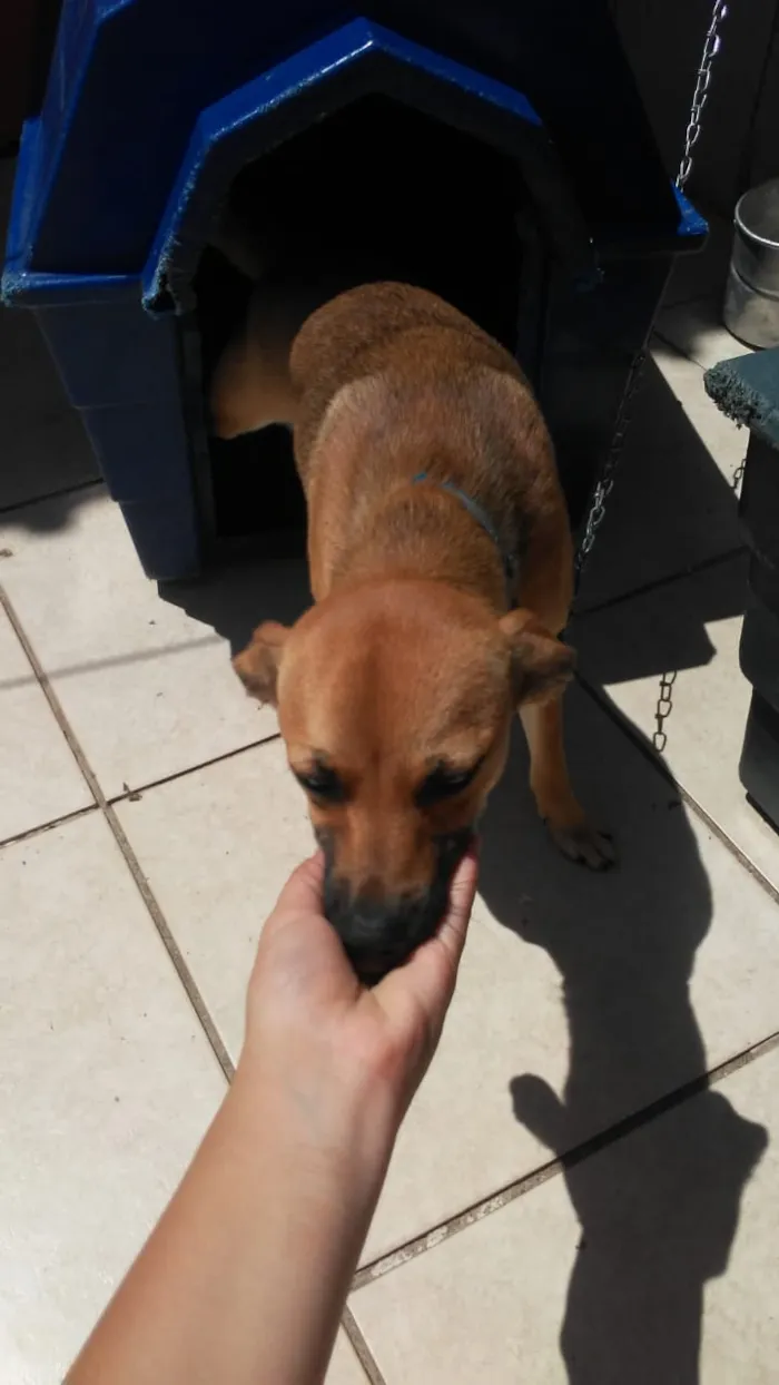 Cachorro ra a indefinida idade 3 anos nome lolo