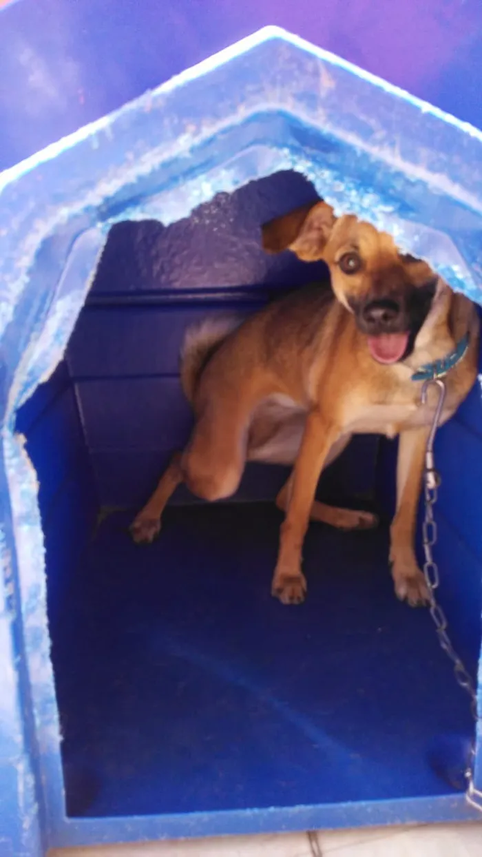 Cachorro ra a indefinida idade 3 anos nome lolo