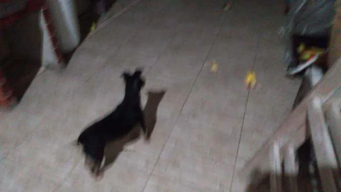 Cachorro raça Srd idade 1 ano nome Kika