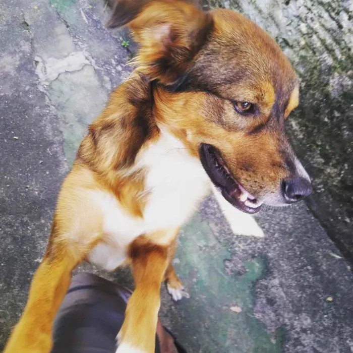 Cachorro raça SEM RAÇA DEFINIDA idade 7 a 11 meses nome Princesa