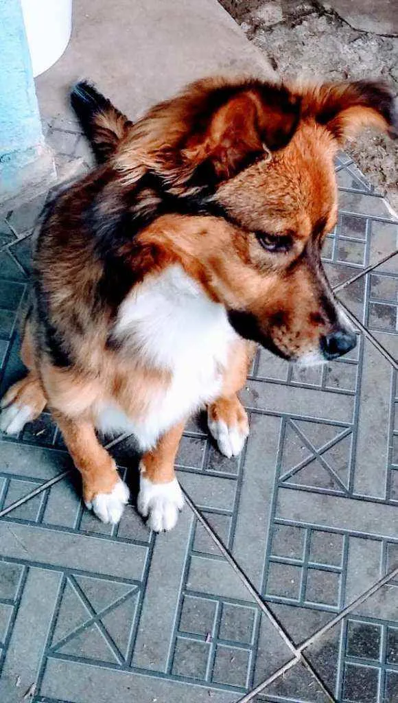 Cachorro raça SEM RAÇA DEFINIDA idade 7 a 11 meses nome Princesa