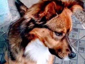 Cachorro raça SEM RAÇA DEFINIDA idade 7 a 11 meses nome Princesa