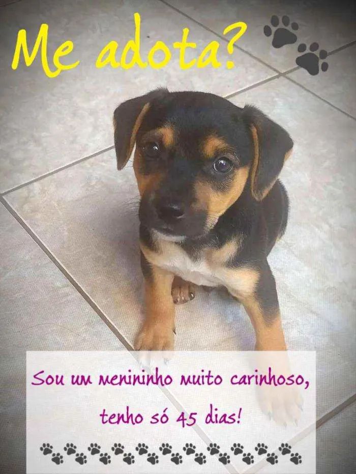 Cachorro ra a Basse idade Abaixo de 2 meses nome Lucke