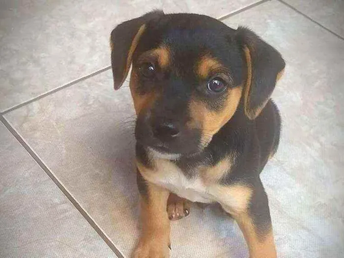 Cachorro ra a Basse idade Abaixo de 2 meses nome Lucke