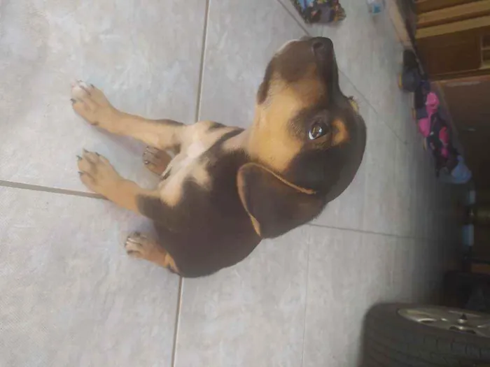 Cachorro ra a Basse idade Abaixo de 2 meses nome Lucke