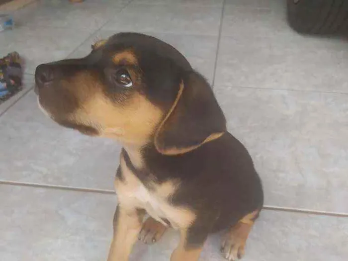 Cachorro ra a Basse idade Abaixo de 2 meses nome Lucke