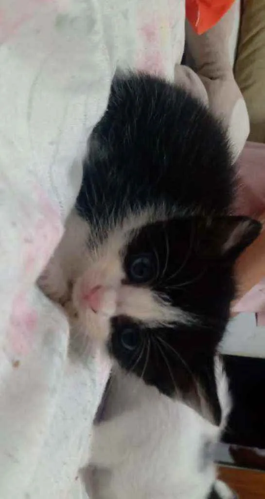 Gato ra a Viralata idade Abaixo de 2 meses nome Sem nome