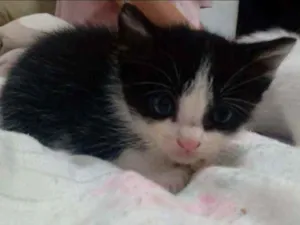 Gato raça Viralata idade Abaixo de 2 meses nome Sem nome