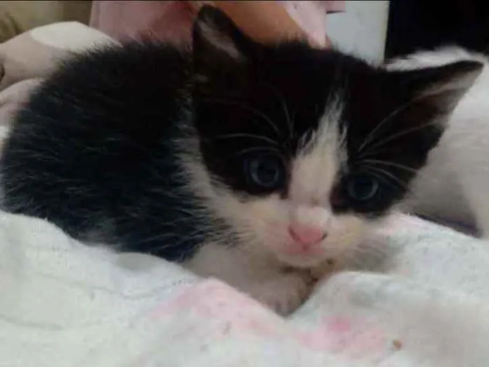 Gato ra a Viralata idade Abaixo de 2 meses nome Sem nome