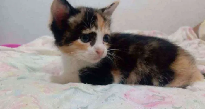 Gato ra a Viralata idade Abaixo de 2 meses nome Sem nome