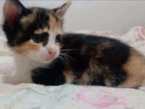 Gato raça Viralata idade Abaixo de 2 meses nome Sem nome