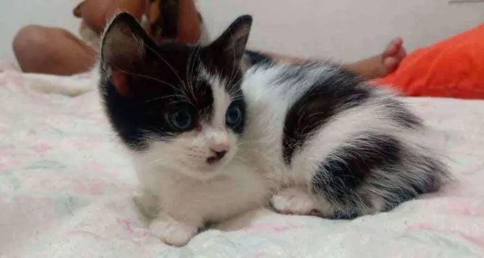 Gato ra a Viralata idade Abaixo de 2 meses nome Sem nome