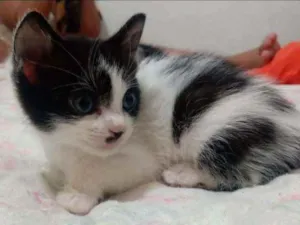 Gato raça Viralata idade Abaixo de 2 meses nome Sem nome
