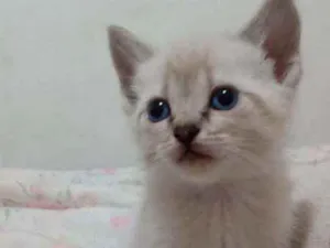Gato raça Viralata idade Abaixo de 2 meses nome Sem nome
