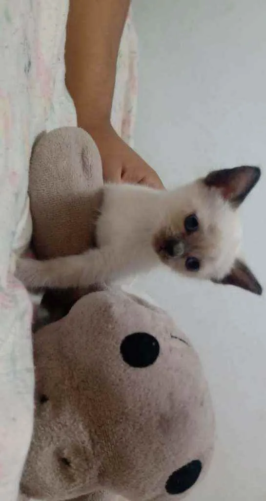 Cachorro ra a Viralata idade Abaixo de 2 meses nome Sem nome