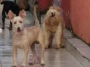 Cachorro raça indefinida idade 3 anos nome lolo