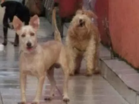 Cachorro ra a indefinida idade 3 anos nome lolo