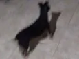 Cachorro raça Srd idade 1 ano nome Kika