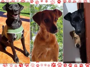 Cachorro raça SRD-ViraLata idade 7 a 11 meses nome Caramelo e Negão