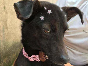 Cachorro raça indefinido idade 7 a 11 meses nome luna