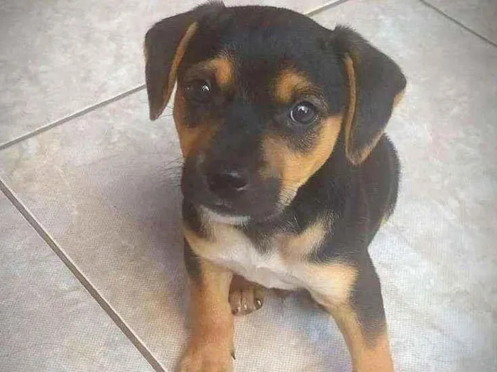 Cachorro ra a Basse idade Abaixo de 2 meses nome Lucke
