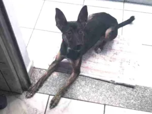 Cachorro raça Indefinida  idade 2 a 6 meses nome Não tem