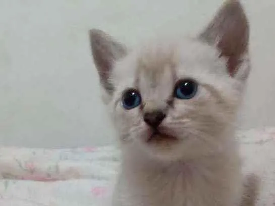 Gato ra a Viralata idade Abaixo de 2 meses nome Sem nome