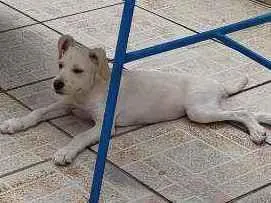 Cachorro raça Vira lata idade 2 a 6 meses nome Pérola