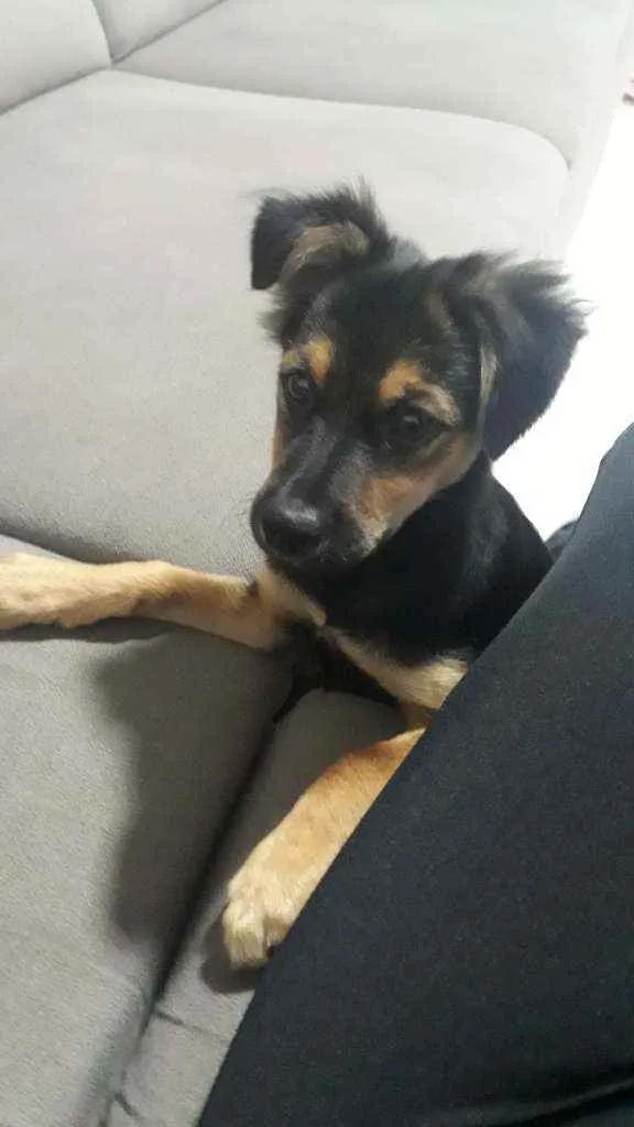 Cachorro ra a Vira-lata idade 2 a 6 meses nome Luna