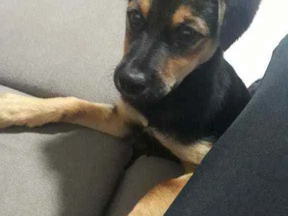 Cachorro ra a Vira-lata idade 2 a 6 meses nome Luna