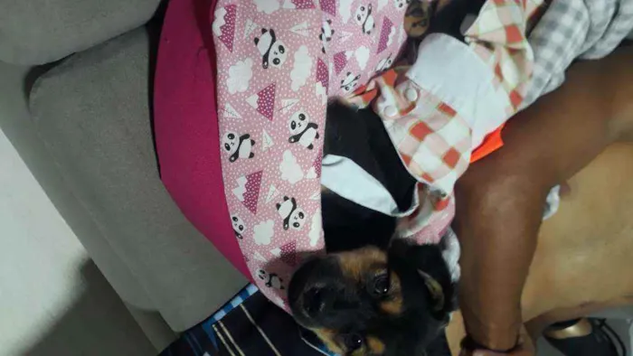 Cachorro ra a Vira-lata idade 2 a 6 meses nome Luna