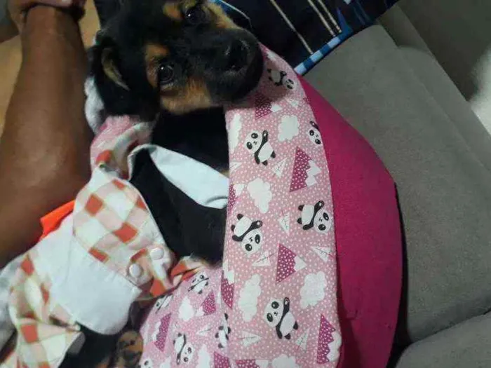 Cachorro ra a Vira-lata idade 2 a 6 meses nome Luna