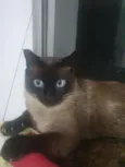 Bruce