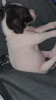 Não possui
