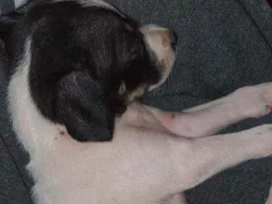 Cachorro raça  idade 2 a 6 meses nome Não possui