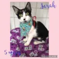 Gato raça Srd idade 2 a 6 meses nome Sarah 