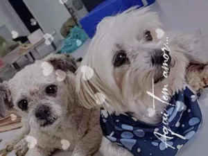 Cachorro raça  idade 5 anos nome Alfredo e Pedrita 