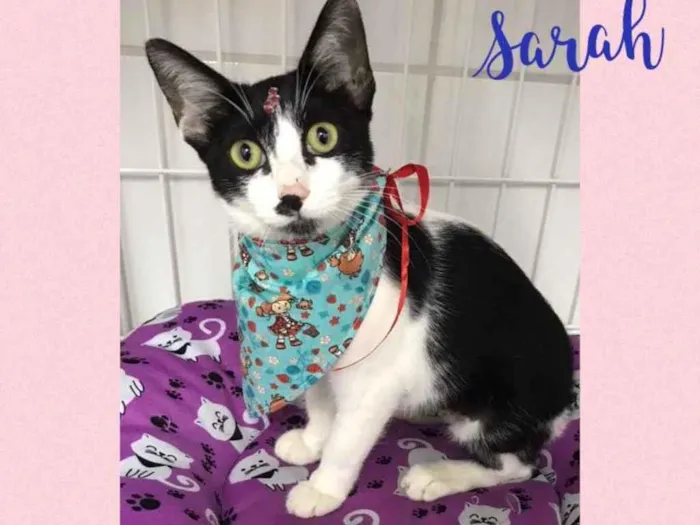 Gato raça Srd idade 2 a 6 meses nome Sarah 