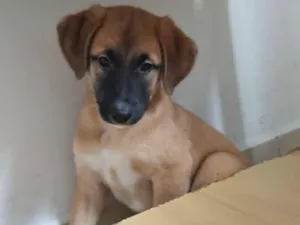 Cachorro raça SRD idade 2 a 6 meses nome Filhote