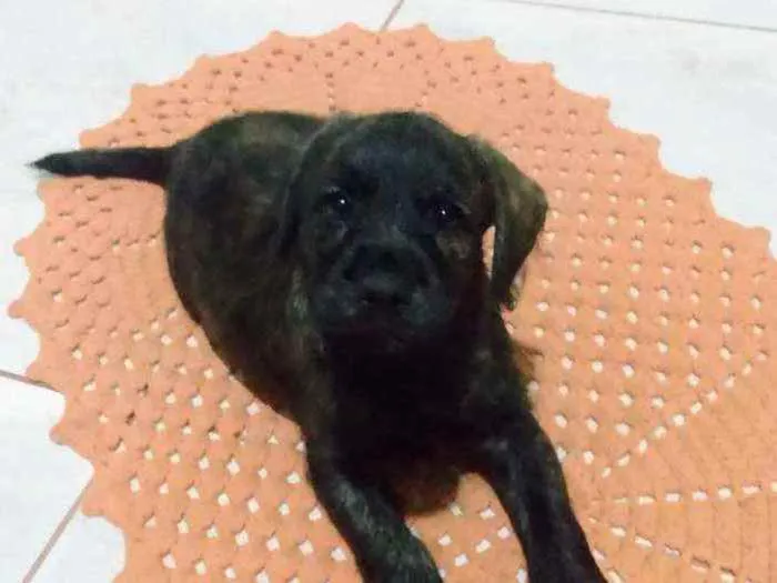 Cachorro ra a Vira latas, poodle + labrador idade Abaixo de 2 meses nome Sem nome