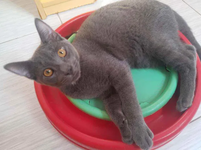Gato ra a Srd idade 2 a 6 meses nome Blue