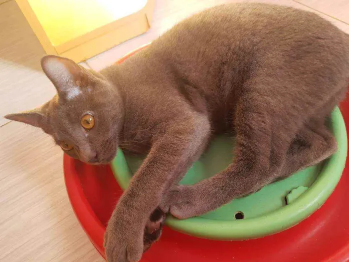 Gato ra a Srd idade 2 a 6 meses nome Blue