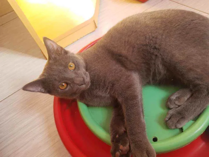 Gato ra a Srd idade 2 a 6 meses nome Blue