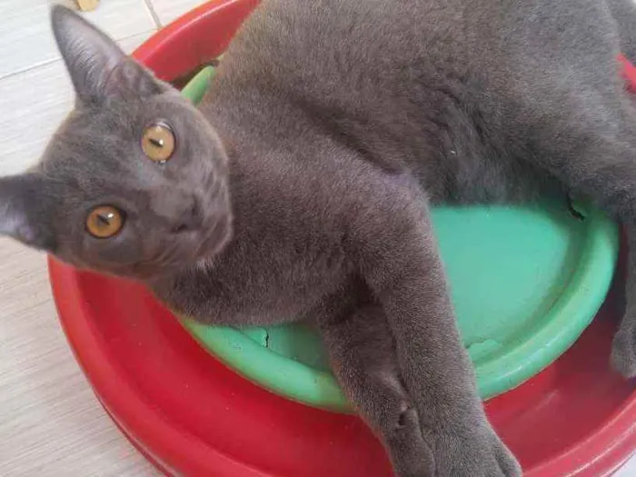 Gato ra a Srd idade 2 a 6 meses nome Blue